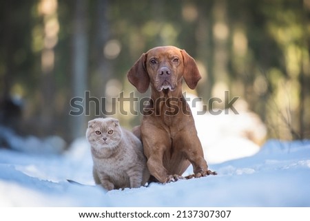 Similar – Image, Stock Photo Attention Winter Nature