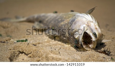 dead fish on the sandy banks of the river