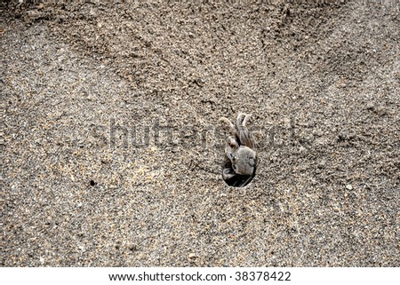 Little crab moving into hole in the sand