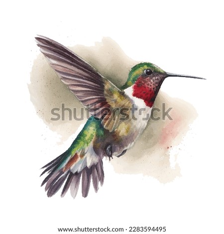 watercolor ruby-throated hummingbird. Vector illustration for greeting cards, invitations, and other printing and web projects.