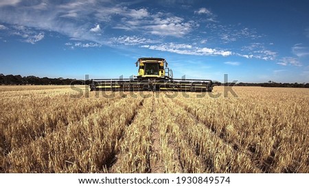 New Holland Combine Harvester Harvesting Barley in Outback Western Australia with a big blue sky and white clouds. Front view of the agricultural machine in action.