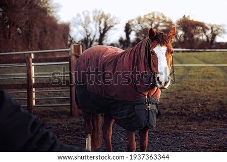 horse nosebolsa feeder