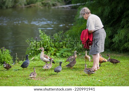 AMSTERDAM - NETHERLANDS: AUGUST 14, 2014: Elderly woman feeding ducks by the lake in Amstel park.