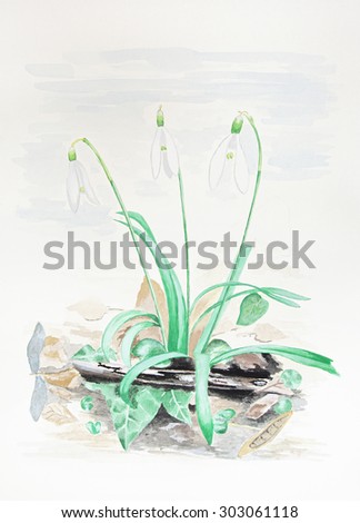 Water color painting of snow drop flower.