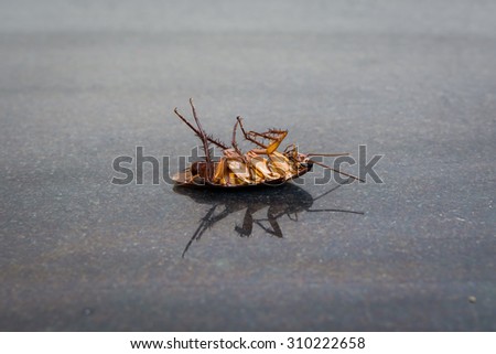 Dead roaches on the floor Granite tile