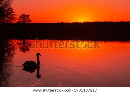 Similar – Foto Bild Schwäne bei Sonnenuntergang