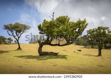 Image, Stock Photo Old laurel tree