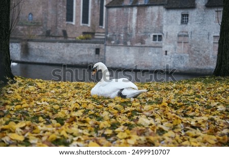 Similar – Foto Bild Schwanensee Ausflug