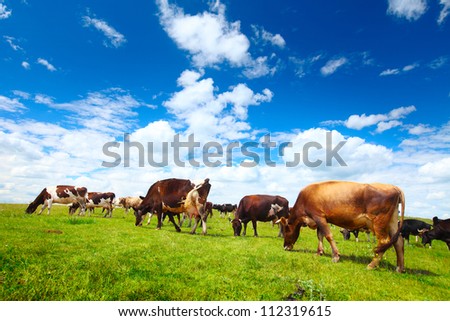 Cows grazing on a green summer meadow at sunny day