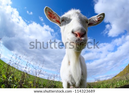 Portrait of a funny goat looking to a camera over blue sky background. Focus on the nose