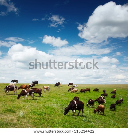 Herd of cows grazing on green summer meadow