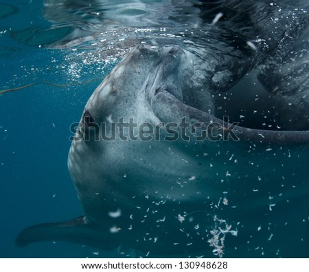Close up shoot of gigantic whale shark (Rhincodon typus) feeding near surface