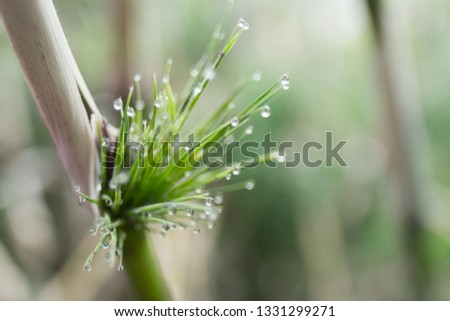 Water Drops