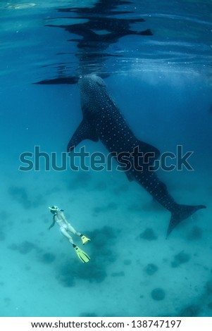 Young lady diving on a breath hold by a whale shark