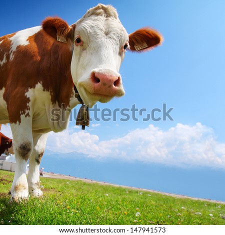 Smiling cow grazing on a green meadow at sunny day