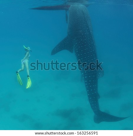 Young lady snorkeling and diving on a breath hold with whale shark