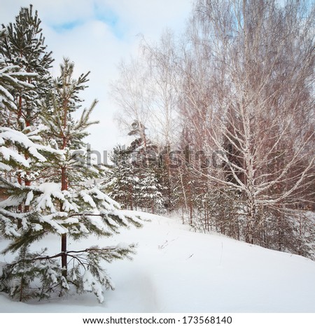 Winter forest with trees and sky with clouds