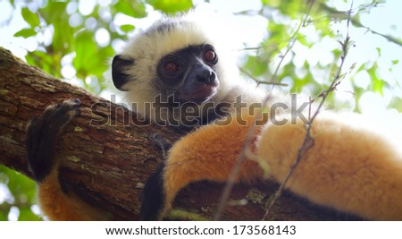 Diademed sifaka lemur lying on a tree\'s branch in a forest. Andasibe - Mantadia national park, Madagascar