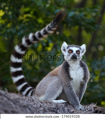 Ring tailed lemur (Lemur Catta) in a forest. Madagascar