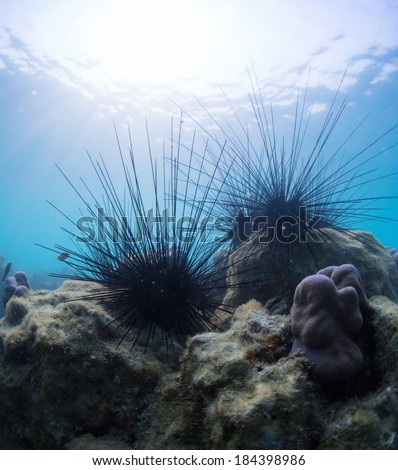 Underwater shot of sea urchins on a coral reef in tropical sea