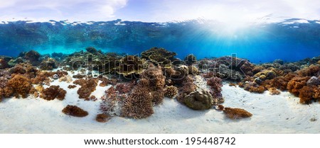 Underwater panorama of the vivid coral reef in tropical sea. Bali Barat National Park, Indonesia