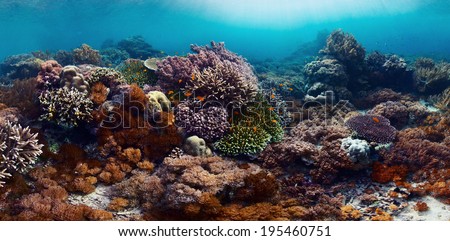 Underwater shot of the vivid coral reef in tropical sea. Bali Barat National Park, Indonesia
