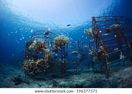 Underwater shot of metal structures with planted corals in Biorock restoration area in the village of Pemuteran. Bali