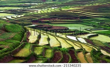 Rice fields of Madagascar
