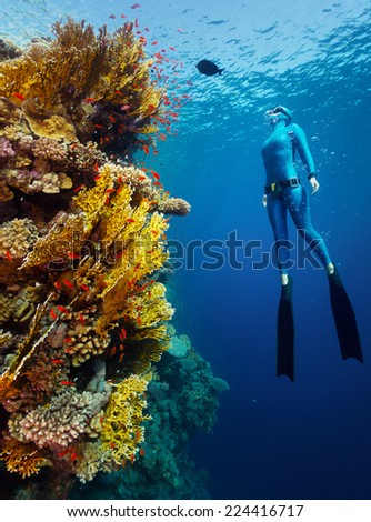 Underwater shot of the lady free diver in wet suit ascending along the vivid coral reef wall. Red Sea, Egypt