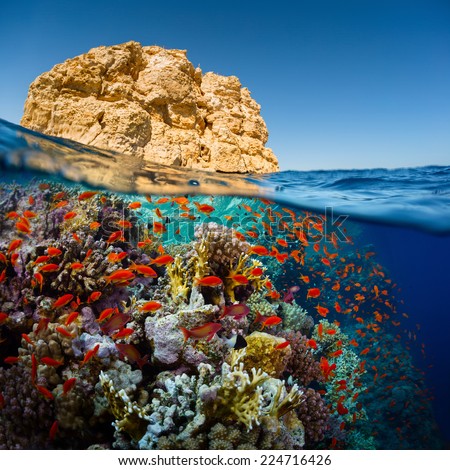 Split shot of the bright coral reef in Ras Muhammad National Park, Red Sea, Egypt