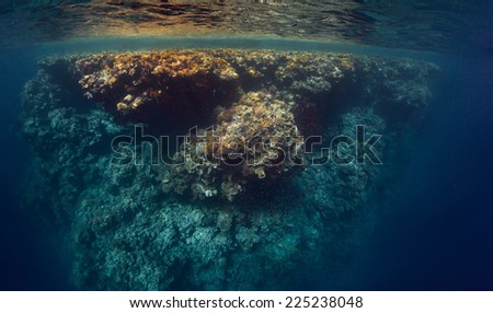 Underwater shot of the coral reef wall in Ras Muhammad National Park, Egypt