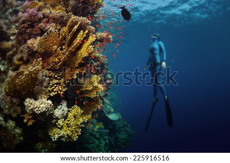 Underwater shot of the lady free diver ascending along the vivid coral reef. Focus on the corals, diver is blurred. Red Sea, Egypt