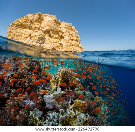 Split shot of the bright coral reef in Ras Mahammad National Park, Red Sea, Egypt