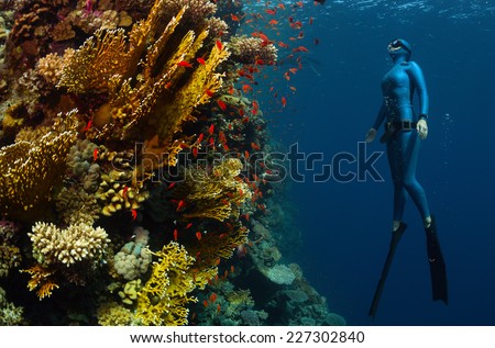 Underwater shot of the lady free diver ascending along the vivid coral reefs. Red Sea, Egypt