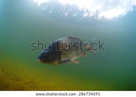 Fish (Carp of the family of Cyprinidae) in the pond near a bottom