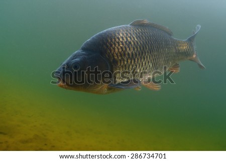 Underwater shot of the fish (Carp of the family of Cyprinidae) in the pond.