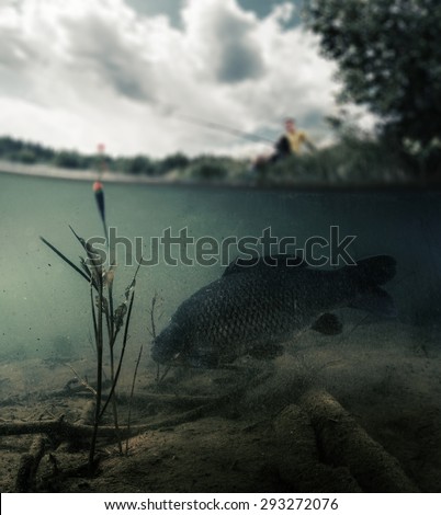 Split shot of the freshwater pond with fisherman above the surface and big fish (Carp of the family of Cyprinidae) grazing underwater over the bottom. Blurred edges, focus only on the fish.