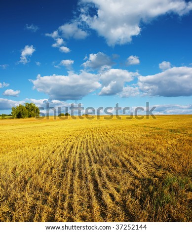 Field with yellow wheat stems and blue sky with clouds