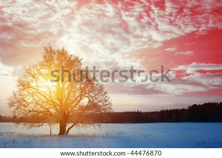 Tree in winter field over sunset light with fairy sky