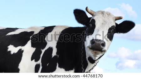 Cow over blue sky with clouds