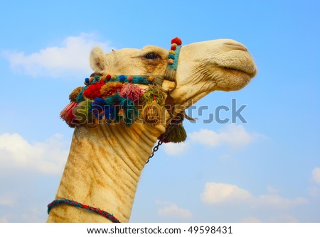 The head of a camel in the ethnic, color armband