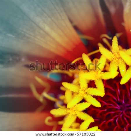 Macro shot of flower. Focus on stamens