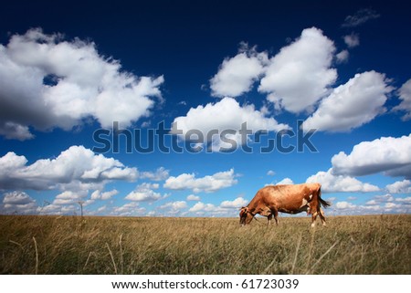 Cow on dry meadow and blue sky with clouds