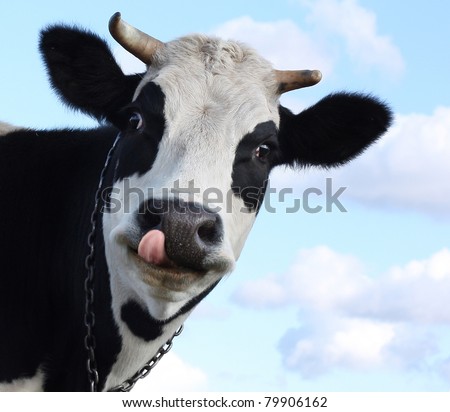 Funny smiling cow with tongue on blue sky background