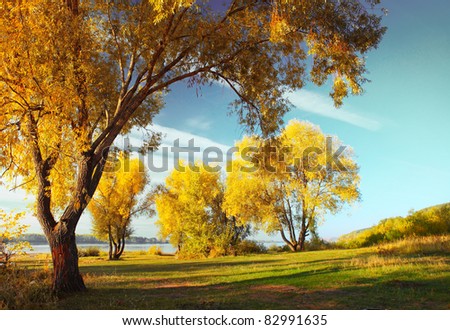 Group of yellow autumn trees standing on a meadow by river