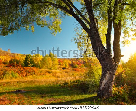 Meadow with grass and big autumn tree with blue sky