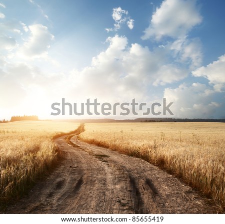 Empty countryside road through fields with wheat