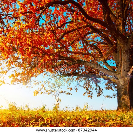 Big autumn oak with red leaves on a blue sky background