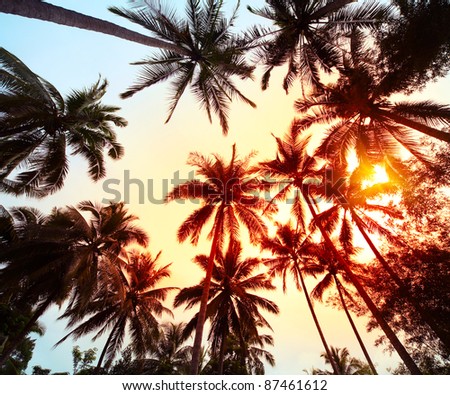 Group of a palm trees with red and blue sky on the background