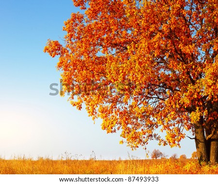 Big autumn oak tree with red leaves on a blue sky background
